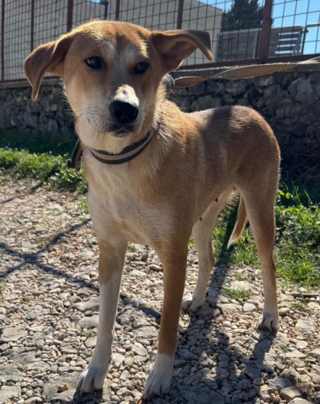 hands4animals-tierschutz-hunderettung-hund-adoptieren-Patenschaft-Zara-00 (3)