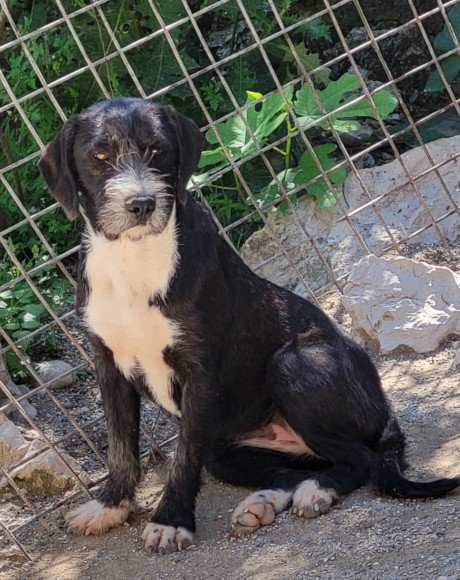 hands4animals-tierschutz-hunderettung-hund-adoptieren-Patenschaft-Alani-00 (3)