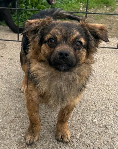hands4animals-tierschutz-hunderettung-hund-adoptieren-Patenschaft-Ambra-00 (11)