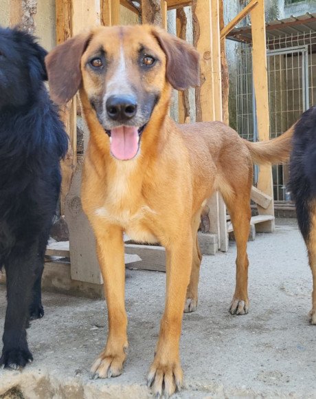 hands4animals-tierschutz-hunderettung-hund-adoptieren-Patenschaft-Amigo-00 (2)