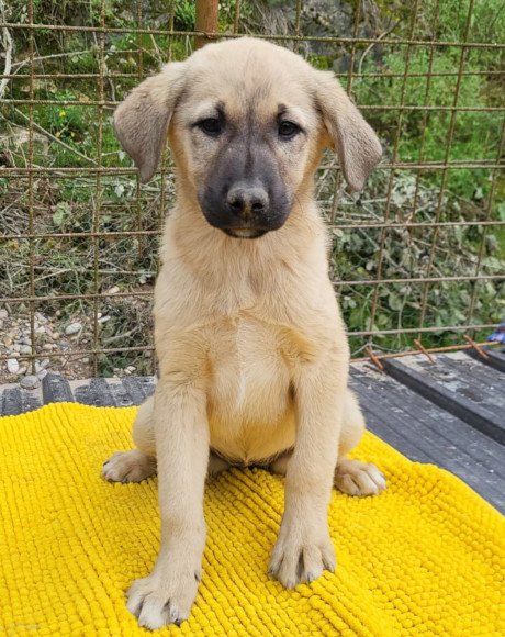 hands4animals-tierschutz-hunderettung-hund-adoptieren-Patenschaft-Amy-00 (14)