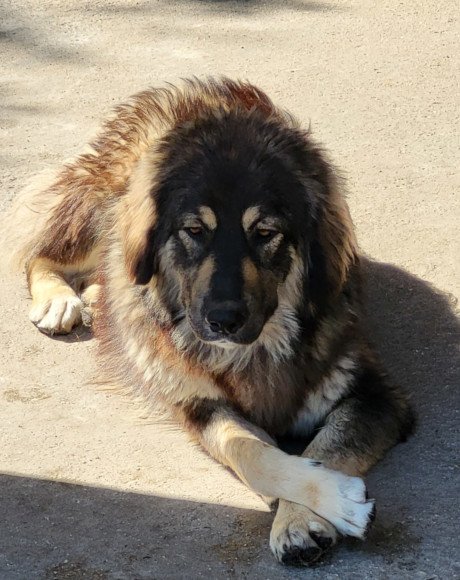 hands4animals-tierschutz-hunderettung-hund-adoptieren-Patenschaft-Aramis-00 (10)