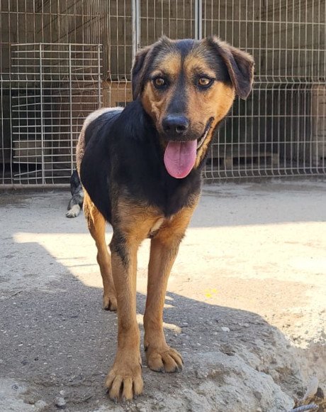 hands4animals-tierschutz-hunderettung-hund-adoptieren-Patenschaft-Aylini-00 (3)