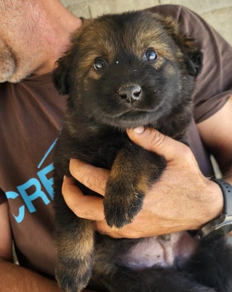 hands4animals-tierschutz-hunderettung-hund-adoptieren-Patenschaft-Bertie-00 (1)