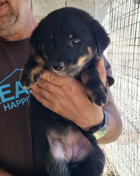 hands4animals-tierschutz-hunderettung-hund-adoptieren-Patenschaft-Calla-00 (3)