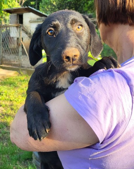 hands4animals-tierschutz-hunderettung-hund-adoptieren-Patenschaft-Cassia-00 (7)