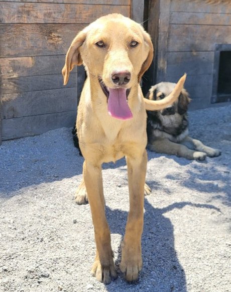 hands4animals-tierschutz-hunderettung-hund-adoptieren-Patenschaft-Danny-00 (2)