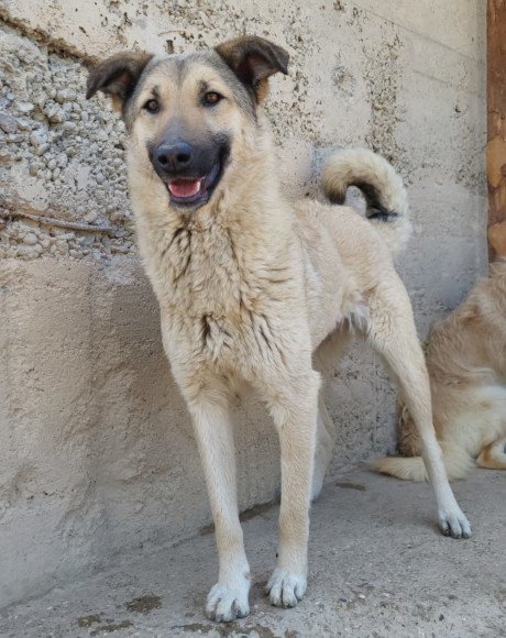 hands4animals-tierschutz-hunderettung-hund-adoptieren-Patenschaft-Fly-00 (5)