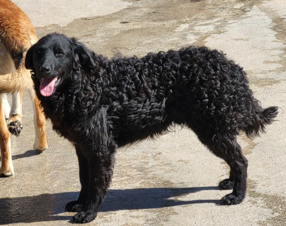 hands4animals-tierschutz-hunderettung-hund-adoptieren-Patenschaft-Gonzales-00 (3)