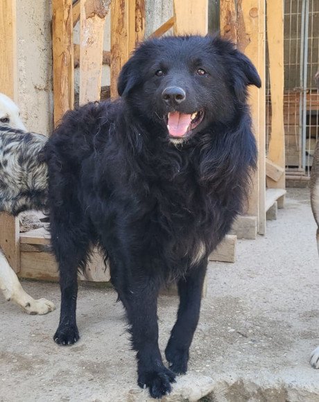 hands4animals-tierschutz-hunderettung-hund-adoptieren-Patenschaft-Gordi-00 (3)