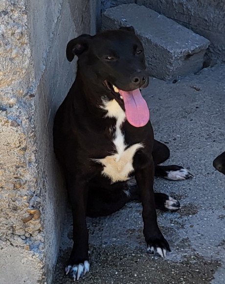 hands4animals-tierschutz-hunderettung-hund-adoptieren-Patenschaft-Greta-00 (7)