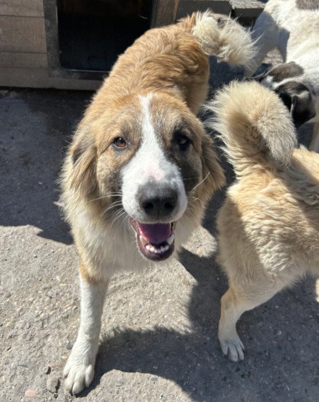 hands4animals-tierschutz-hunderettung-hund-adoptieren-Patenschaft-Jonesy-00 (3)