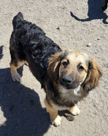 hands4animals-tierschutz-hunderettung-hund-adoptieren-Patenschaft-Julio-00 (5)