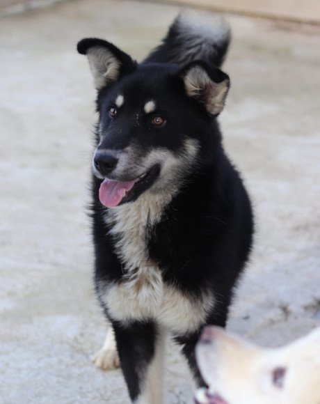 hands4animals-tierschutz-hunderettung-hund-adoptieren-Patenschaft-Khan-00 (2)