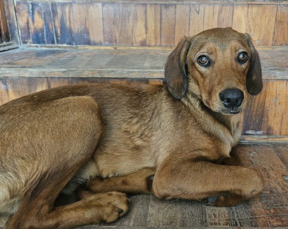 hands4animals-tierschutz-hunderettung-hund-adoptieren-Patenschaft-Kiki-00 (9)