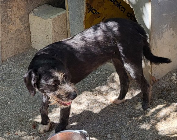 hands4animals-tierschutz-hunderettung-hund-adoptieren-Patenschaft-Lidina-00 (1)