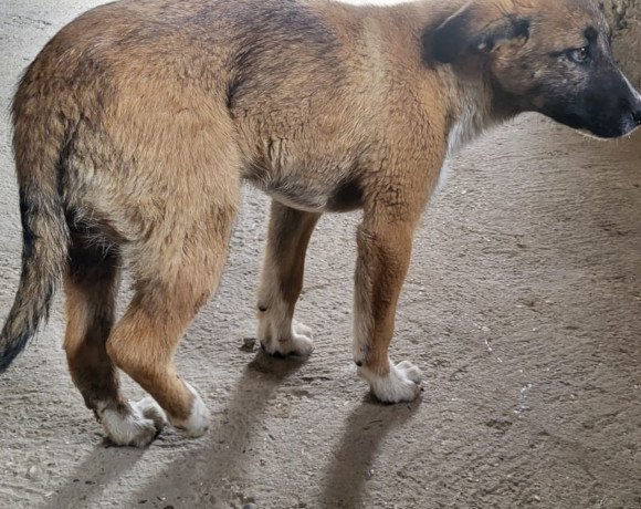 hands4animals-tierschutz-hunderettung-hund-adoptieren-Patenschaft-Lisa-00 (5)