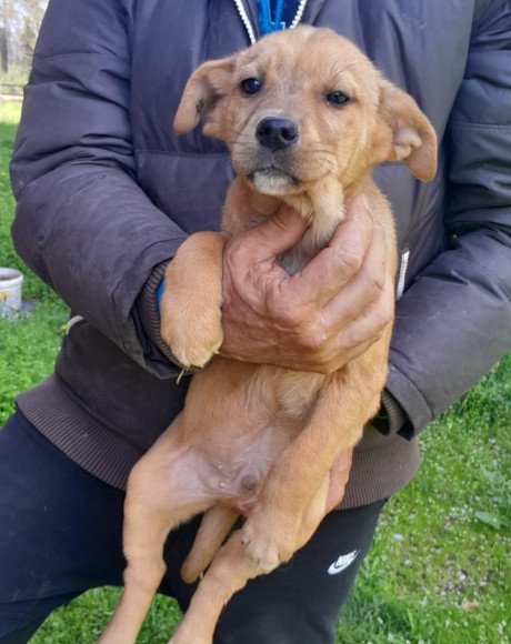 hands4animals-tierschutz-hunderettung-hund-adoptieren-Patenschaft-Little-Fren-00 (11)