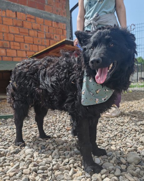 hands4animals-tierschutz-hunderettung-hund-adoptieren-Patenschaft-Lolek-00 (3)