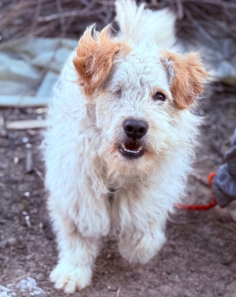 hands4animals-tierschutz-hunderettung-hund-adoptieren-Patenschaft-Lucky-00 (2)