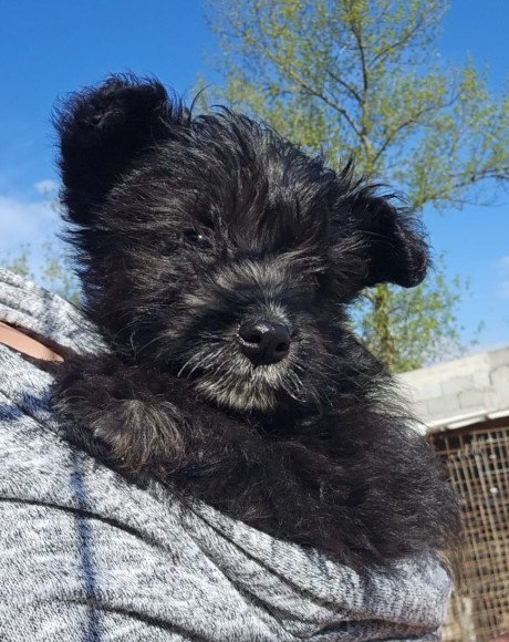 hands4animals-tierschutz-hunderettung-hund-adoptieren-Patenschaft-Lulu-00 (6)