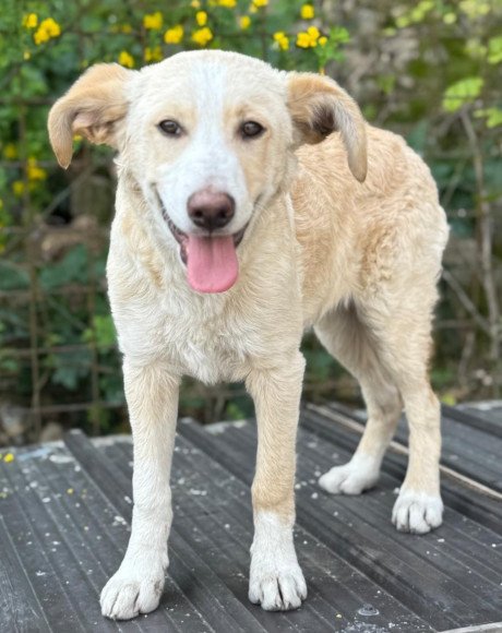 hands4animals-tierschutz-hunderettung-hund-adoptieren-Patenschaft-Matti-00 (8)