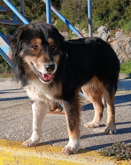 hands4animals-tierschutz-hunderettung-hund-adoptieren-Patenschaft-Max-00 (7)