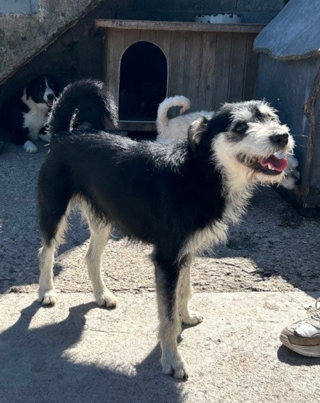 hands4animals-tierschutz-hunderettung-hund-adoptieren-Patenschaft-Milo-00 (1)
