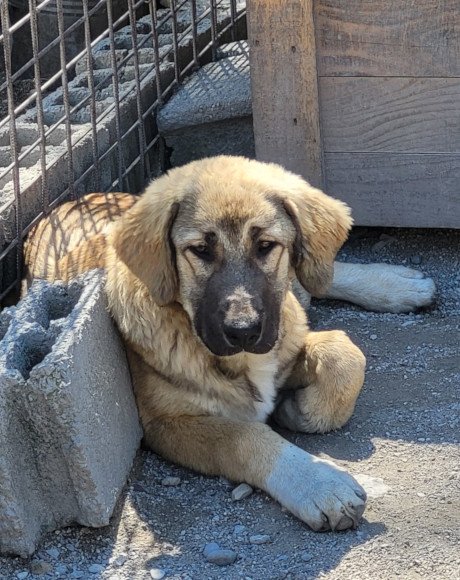 hands4animals-tierschutz-hunderettung-hund-adoptieren-Patenschaft-Miriam-00 (4)