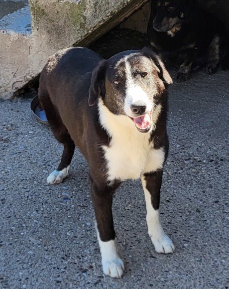 hands4animals-tierschutz-hunderettung-hund-adoptieren-Patenschaft-Mona-00 (3)