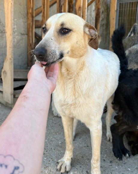 hands4animals-tierschutz-hunderettung-hund-adoptieren-Patenschaft-Nala-00 (4)