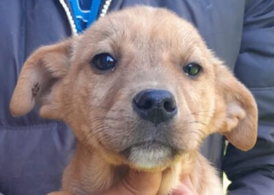 Namenspate gesucht 22 – Rüde