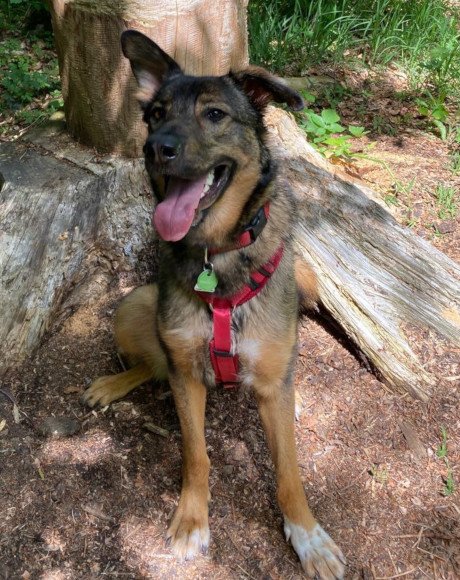 hands4animals-tierschutz-hunderettung-hund-adoptieren-Patenschaft-Nelli-00 (9)