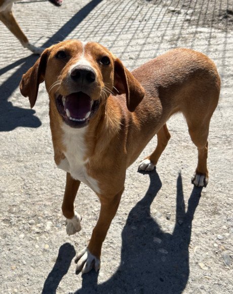 hands4animals-tierschutz-hunderettung-hund-adoptieren-Patenschaft-Oren-00 (3)