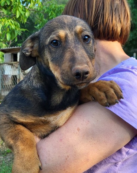 hands4animals-tierschutz-hunderettung-hund-adoptieren-Patenschaft-Paula-00 (5)