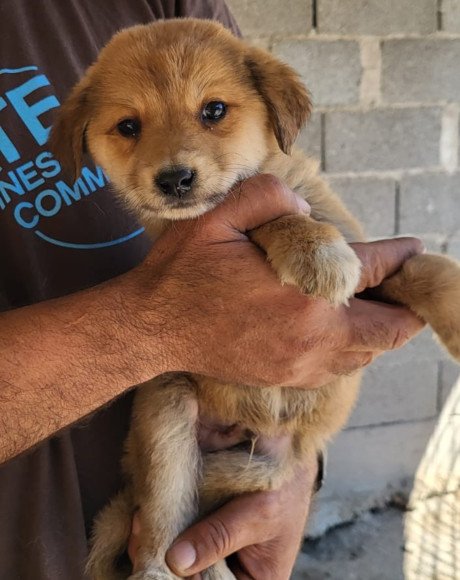 hands4animals-tierschutz-hunderettung-hund-adoptieren-Patenschaft-Pini-00 (2)