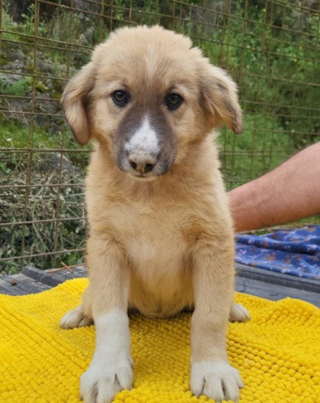 hands4animals-tierschutz-hunderettung-hund-adoptieren-Patenschaft-Raya-00 (10)