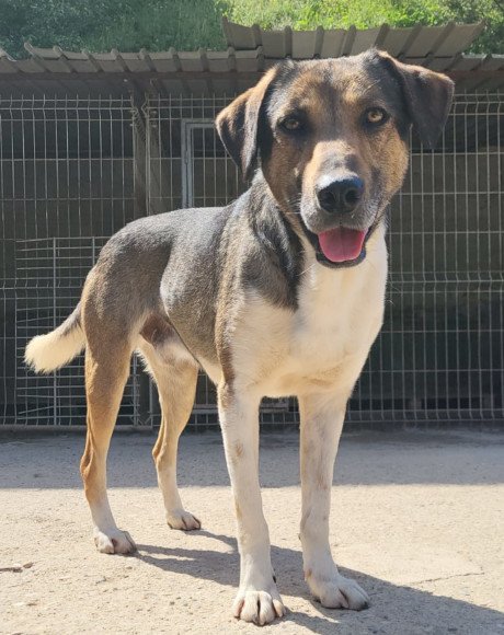 hands4animals-tierschutz-hunderettung-hund-adoptieren-Patenschaft-Robi-00 (7)