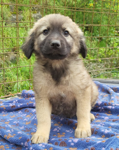 hands4animals-tierschutz-hunderettung-hund-adoptieren-Patenschaft-Romeo-00 (9)