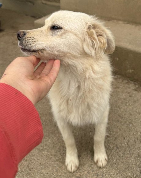 hands4animals-tierschutz-hunderettung-hund-adoptieren-Patenschaft-Rudi-00 (3)