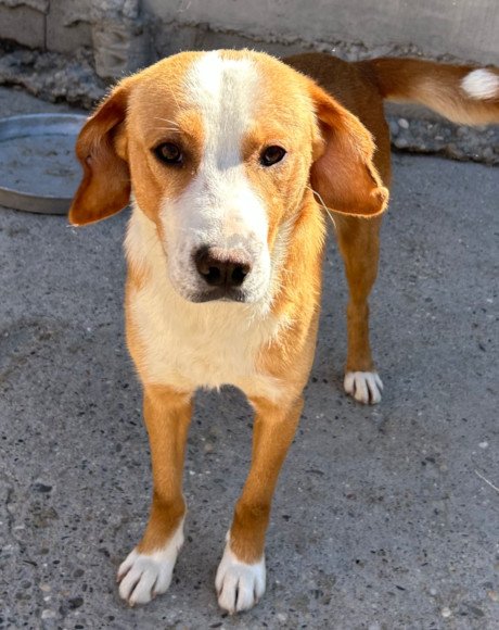 hands4animals-tierschutz-hunderettung-hund-adoptieren-Patenschaft-Sami-00 (3)