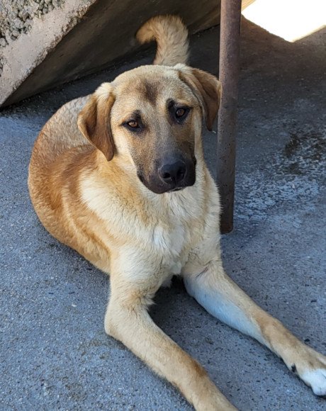 hands4animals-tierschutz-hunderettung-hund-adoptieren-Patenschaft-Schlaubi-00 (11)