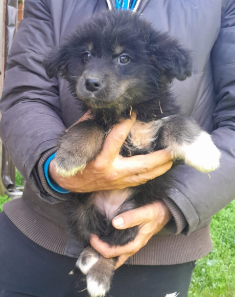 hands4animals-tierschutz-hunderettung-hund-adoptieren-Patenschaft-Sina-00 (11)
