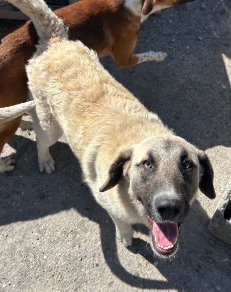 hands4animals-tierschutz-hunderettung-hund-adoptieren-Patenschaft-Sofia-00 (5)