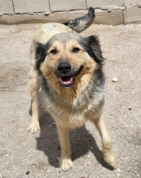 hands4animals-tierschutz-hunderettung-hund-adoptieren-Patenschaft-Sophy-00 (2)