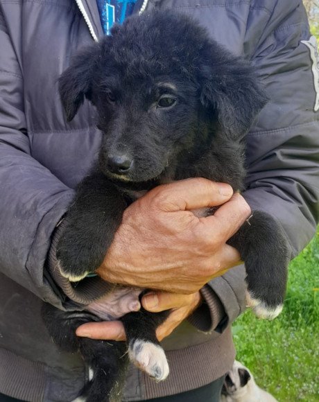hands4animals-tierschutz-hunderettung-hund-adoptieren-Patenschaft-Srecko-00 (8)