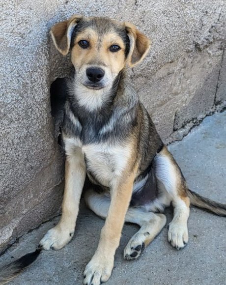 hands4animals-tierschutz-hunderettung-hund-adoptieren-Patenschaft-Teddy-00 (1)