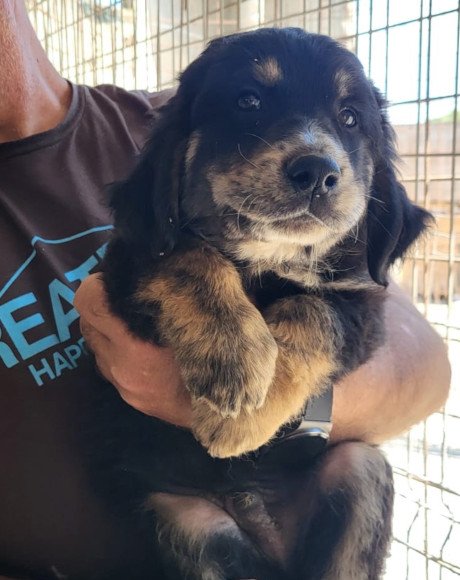 hands4animals-tierschutz-hunderettung-hund-adoptieren-Patenschaft-Theo-00 (1)