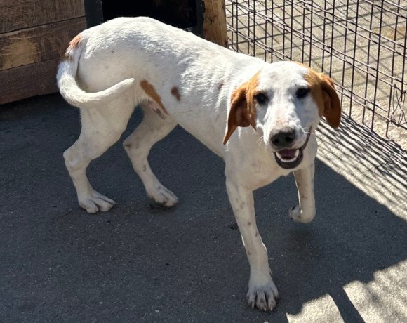 hands4animals-tierschutz-hunderettung-hund-adoptieren-Patenschaft-Tilly-00 (1)