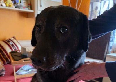 Shadow ♂️ in 69198 Schriesheim